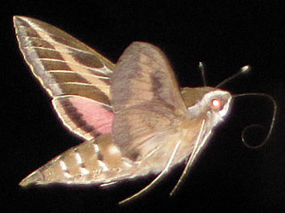 Linienschwärmer Hyles livornica Striped Hawk-moth Wanderfalter migration