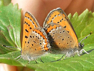 Blauschillernder Feuerfalter Lycaena helle Violett Copper