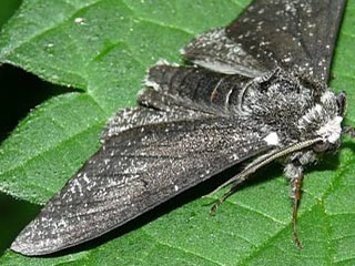 Biston betularia Birkenspanner Peppered Moth