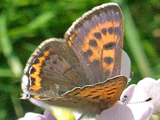 Blauschillernder Feuerfalter Lycaena helle Violett Copper