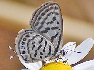 Tarucus balkanicus  Little Tiger Blue