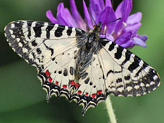 stlicher Osterluzeifalter Allancastria cerisy, Eastern Festoon, Balkan-Osterluzeifalter
