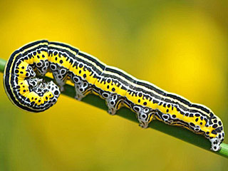 Apopestes spectrum  Raupe