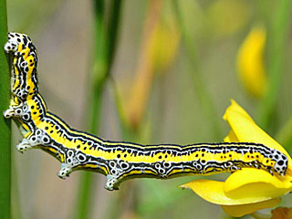 Apopestes spectrum  Raupe