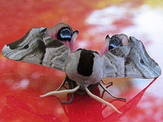 Abendpfauenauge Smerinthus ocellata Eyed Hawk-moth