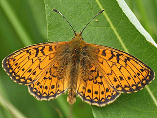 Randring-Perlmutterfalter Boloria ( Proclossiana ) eunomia Bog Fritillary