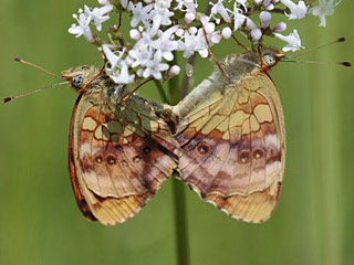  Brombeer-Perlmutterfalter   Marbled Fritillary   Brenthis daphne
