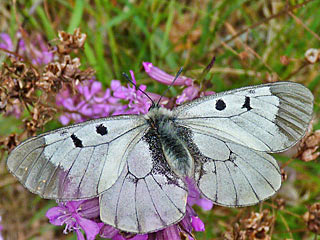 Schwarzer Apollo  Parnassius mnemosyne Clouded Apollo