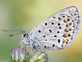 Plebejus trappi  Alpine Zephyr Blue  Kleiner Tragant-Bluling