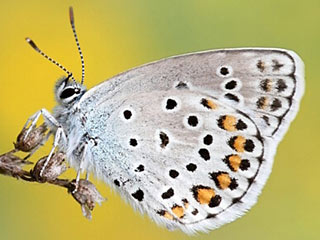 Plebejus trappi  Alpine Zephyr Blue  Kleiner Tragant-Bluling