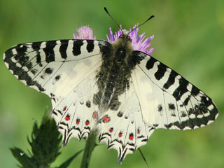 stlicher Osterluzeifalter Allancastria cerisy, Eastern Festoon, Balkan-Osterluzeifalter
