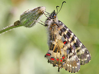 stlicher Osterluzeifalter Allancastria cerisy, Eastern Festoon, Balkan-Osterluzeifalter