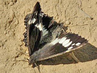 Weier Waldportier Brintesia ( Aulocera ) circe Great Banded Grayling