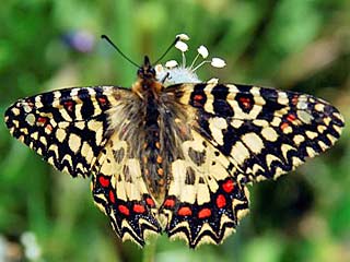 Spanischer Osterluzeifalter  Zerynthia rumina  Spanish Festoon