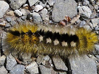Raupe Dicallomera fascelina Ginster-Streckfu Rtlichgrauer Brstenspinner Dark Tussock 