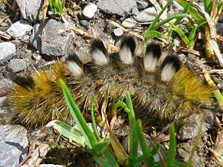 Raupe Dicallomera fascelina Ginster-Streckfu Rtlichgrauer
