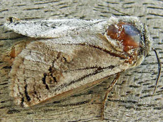 Parahypopta caestrum  Spargelbohrer  Zwiebelbohrer