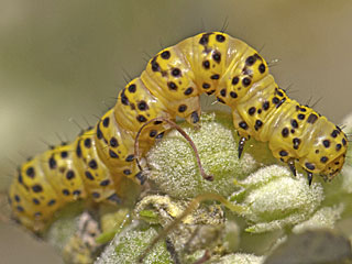 Raupe Cucullia lychnitis Spter Knigskerzen-Mnch Graubestubter Knigskerzen-Mnch Striped Lychnis