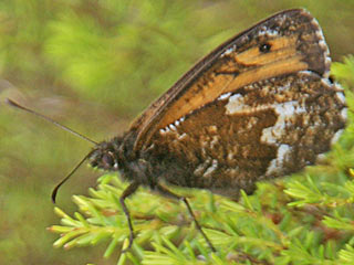 Hipparchia miguelensis ,      Hipparchia azorina