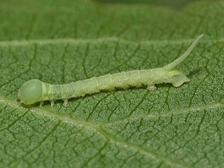 Raupe Pappelschwrmer Laothoe populi Poplar Hawk-moth