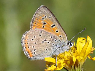 Violetter Feuerfalter Purple-Shot Copper Lycaena alciphron (23938 Byte)