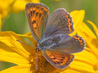 Violetter Feuerfalter Purple-Shot Copper Lycaena alciphron (23938 Byte)