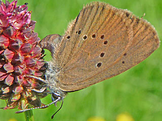 Weibchen  Dunkler Wiesenknopf-Ameisen-Bluling Glaucopsyche nausithous Maculinea Dusky Large Blue