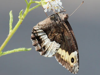 Groer  Kleiner Walliser Waldportier Hipparchia fagi alcyone genava Woodland Grayling  Rock Grayling Lesser Woodland Grayling
