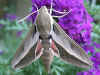 Sanddornschw�rmer Hyles hippophaes Seathorn hawkmoth