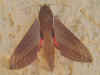 Theretra alecto  Levant Hawk-moth Orientalischer Weinschw�rmer