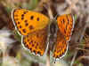 Lycaena thersamon Lesser Fiery Copper