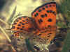 Lycaena thersamon Lesser Fiery Copper