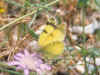 Euchloe penia Eastern Greenish Black-tip