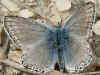 Polyommatus hispana Provence Chalk-hill Blue