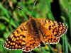 Weibchen Melitaea aetherie Aetherie Fritillary