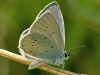 Mnnchen Everes decolorata stlicher Kurzschwnziger Bluling Eastern Short-tailed Blue