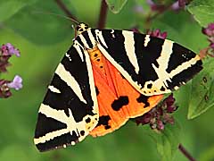 Schmetterling des Jahres 2025
