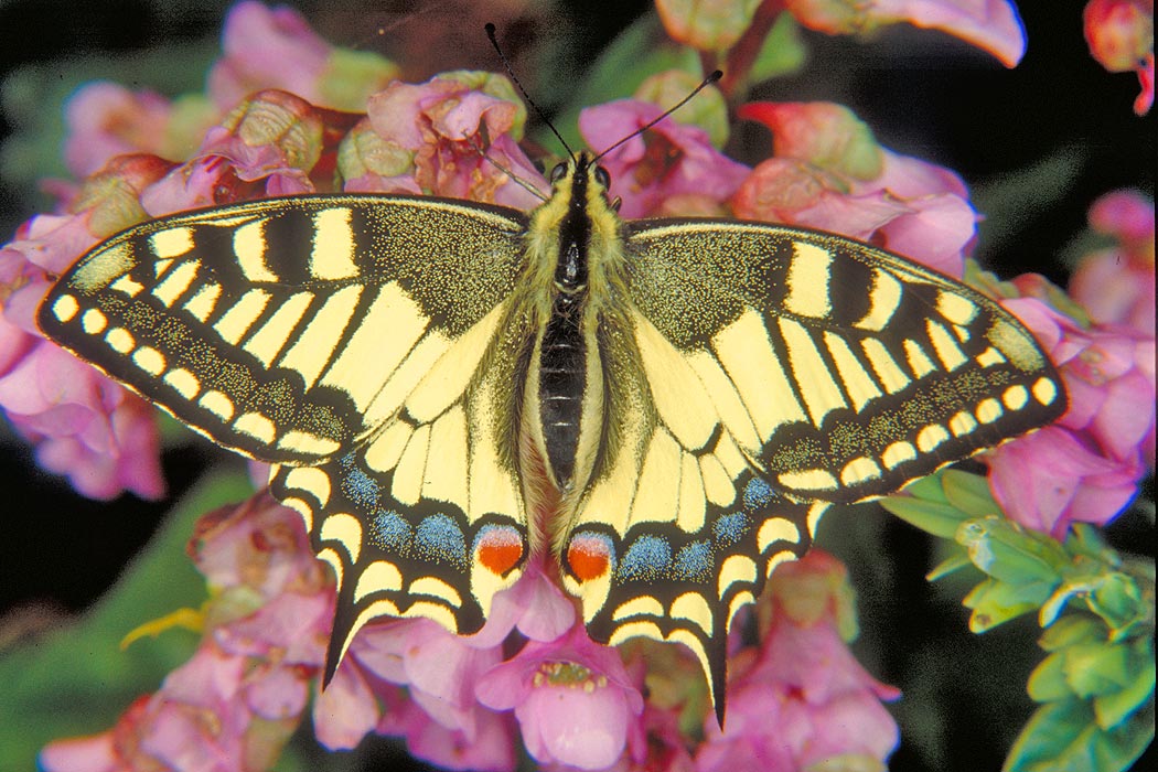 Bild Schmetterling Schwalbenschwanz Papilio machaon Bilder