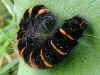 Raupe Brombeerspinner   Macrothylacia rubi   Fox Moth  (30289 Byte)