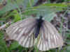 Bergweiling Pieris bryoniae Mountain Green-veined White