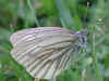 Bergweiling Pieris bryoniae Mountain Green-veined White