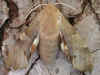 Eichenschwrmer Marumba quercus Oak Hawk-moth