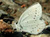 Sdlicher Kurzgeschwnzter Bluling Cupido alcetas Provencal Short-tailed Blue