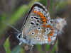 Aricia cramera Sdlicher Sonnenrschen-Bluling Southern Brown Argus