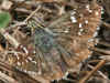 Weibchen Pyrgus armoricanus Zweibrütiger Würfel-Dickkopffalter Oberthur's Grizzled Skipper