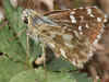 Weibchen bei Eiablage Pyrgus armoricanus Zweibrütiger Würfel-Dickkopffalter Oberthur's Grizzled Skipper