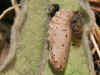 Puppe Melitaea trivia Bräunlicher Scheckenfalter Lesser spotted Fritillary