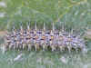 Raupe Melitaea trivia Bräunlicher Scheckenfalter Lesser spotted Fritillary
