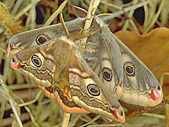 Schmetterling des Jahres 2012 Kleines Nachtpfauenauge