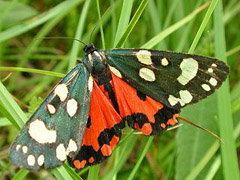 Schmetterling des Jahres 2010 Sch�nb�r